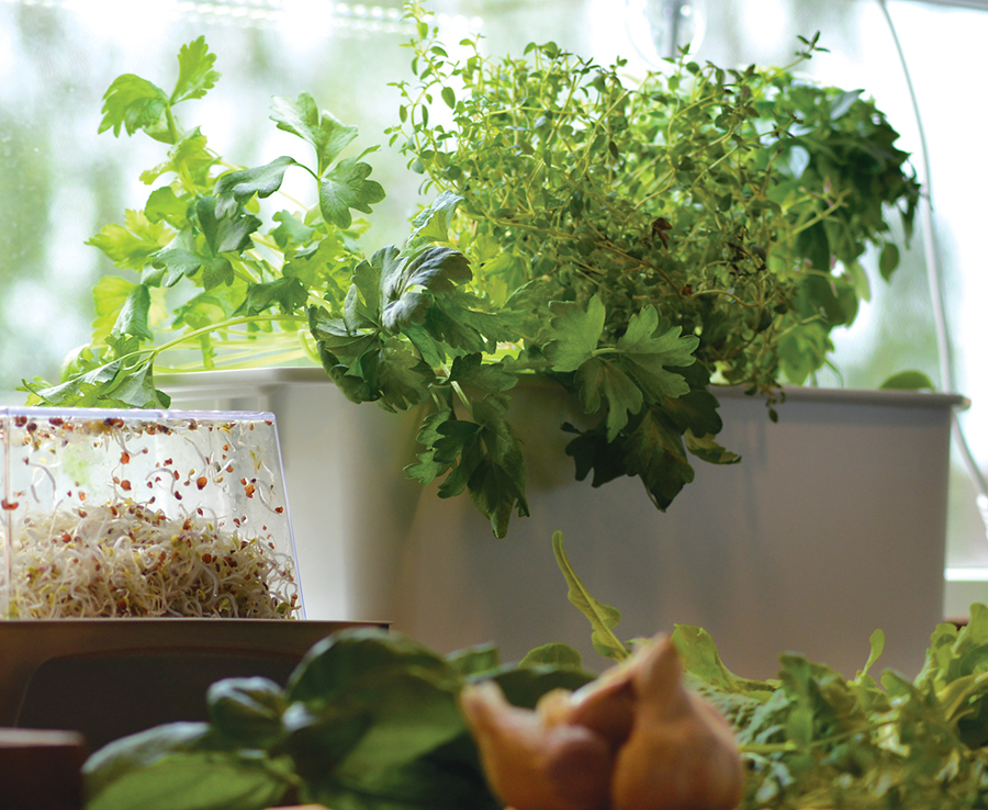 Startpaket hydroponisk odling Harvy3 vit 39cm