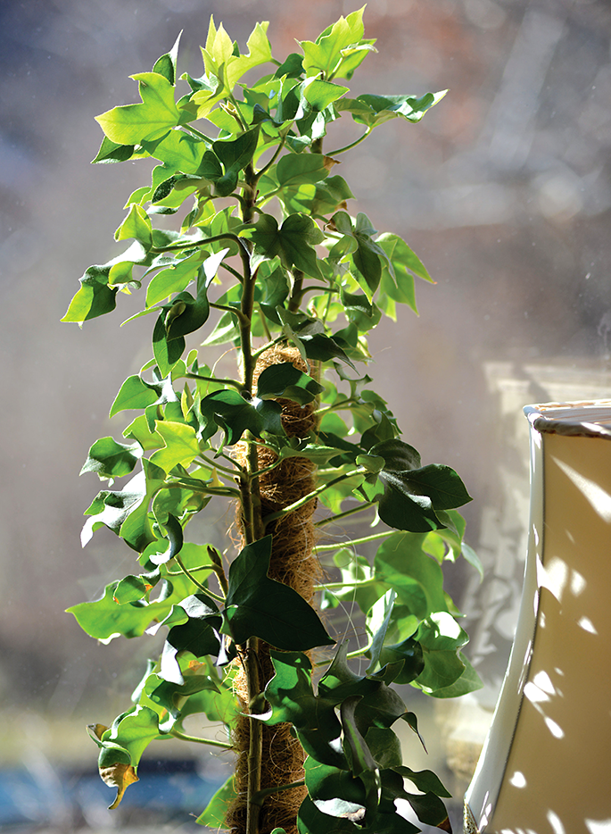 Växtstöd trä/kokos 70cm