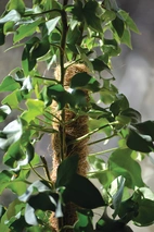 Växtstöd trä/kokos 70cm