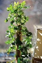 Växtstöd trä/kokos 90 cm