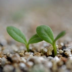 Vermiculite 3L
