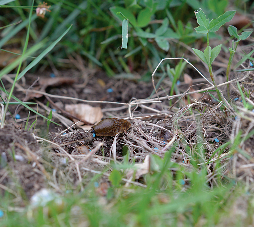 Mot Snigel Ferrex Garden 300g