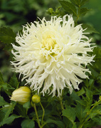 Dahlia Kaktus Tsuki no Shisha (1)