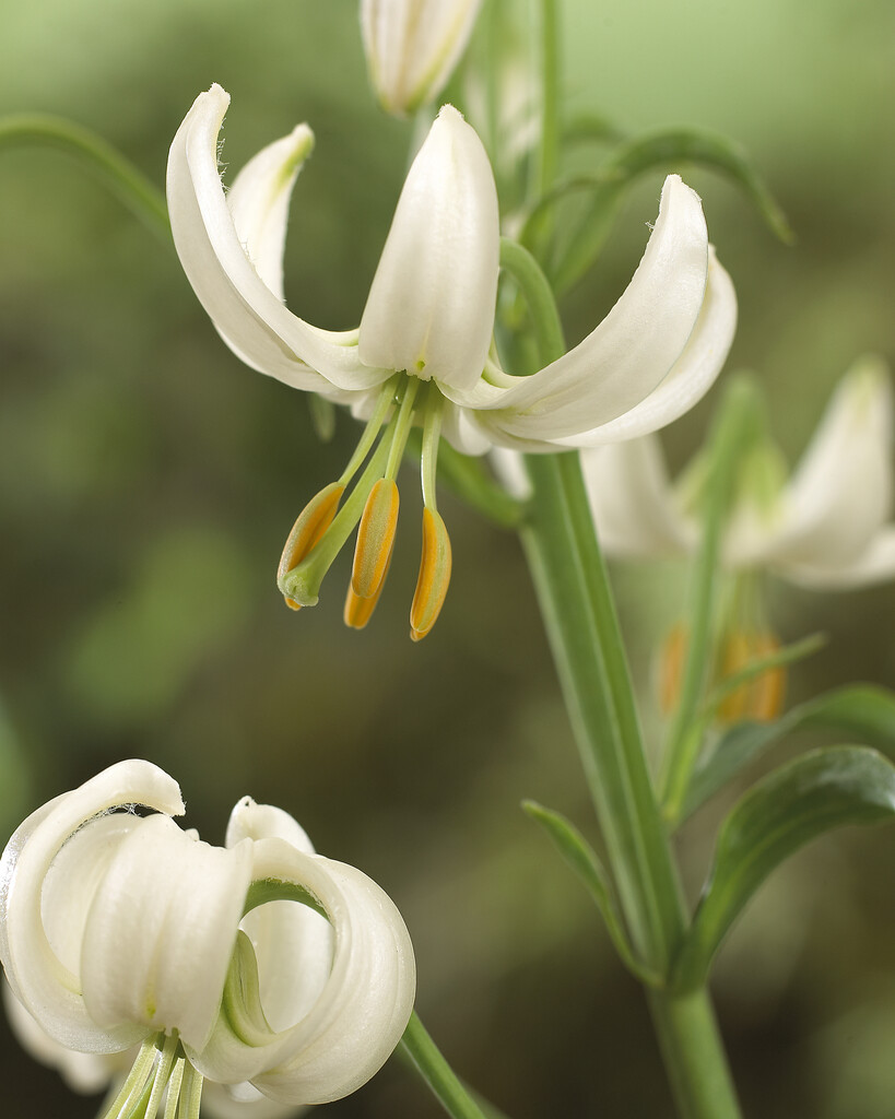 Lilium Martagon Alba (1)
