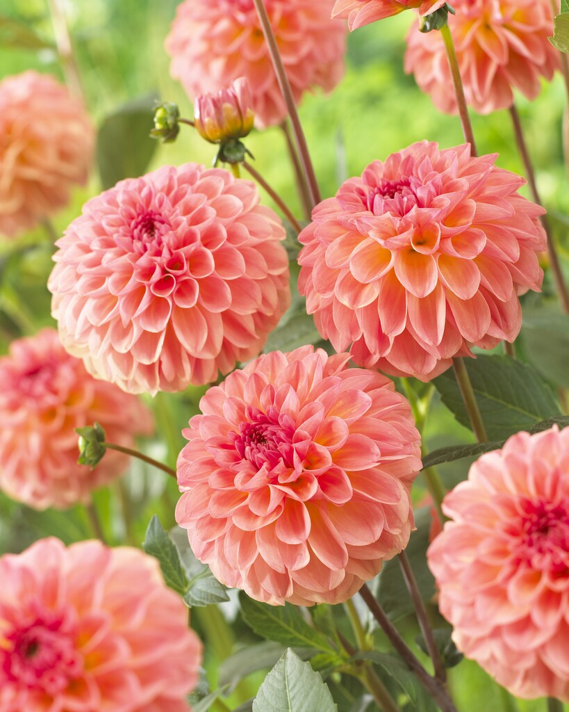 Dahlia Boll Sebastian (1)