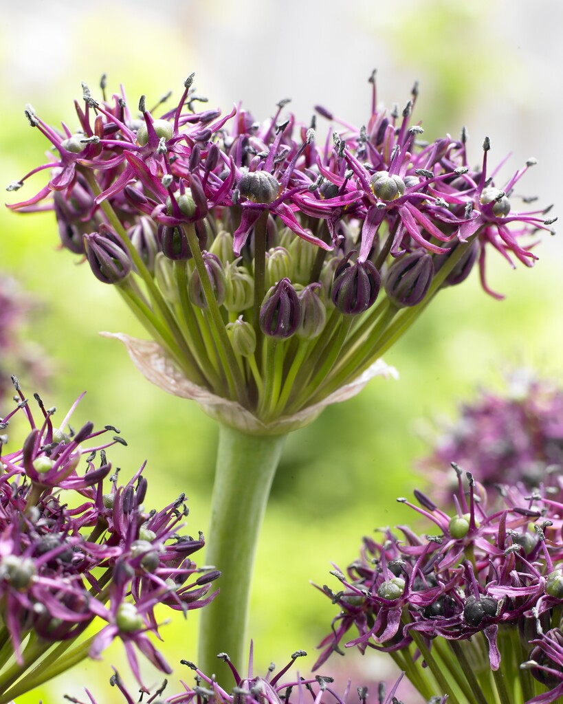 Allium Atropurpureum  12/14 (5)