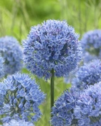 Allium Caeruleum 5/+ (15)