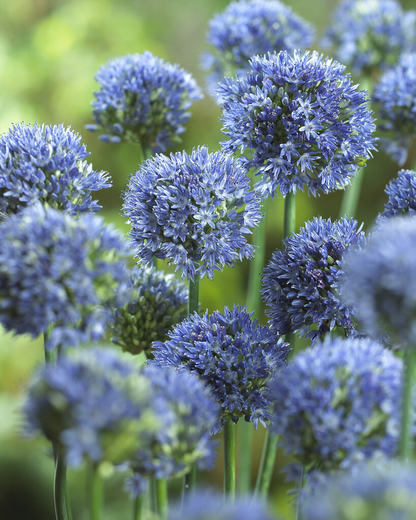 Allium Caeruleum 5/+ (15)