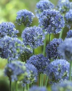 Allium Caeruleum 5/+ (15)