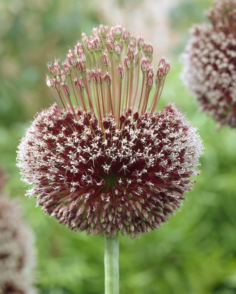 Allium Forelock 12/14