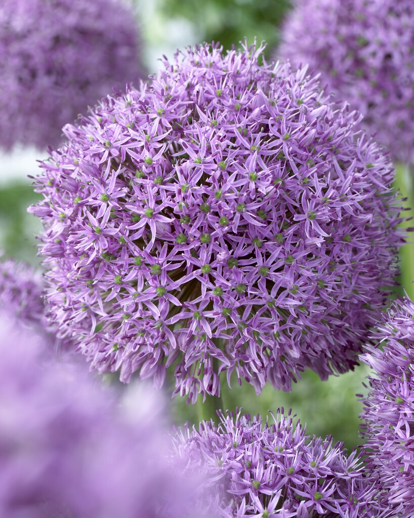 Allium Gladiator 18/20