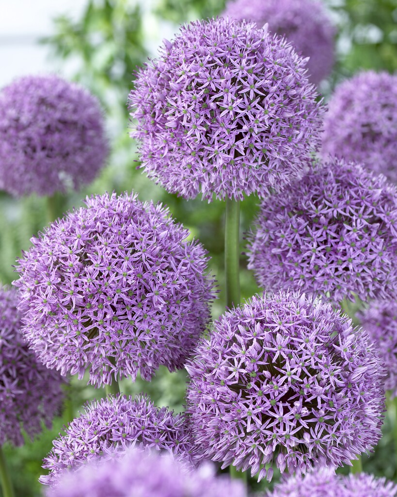 Allium Gladiator 18/20