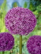 Allium Globemaster 20/+ (1)