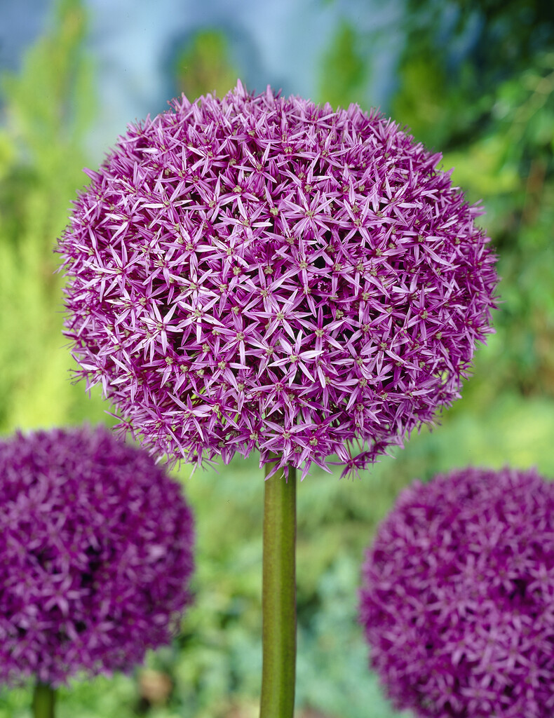 Allium Globemaster 20/+ (1)