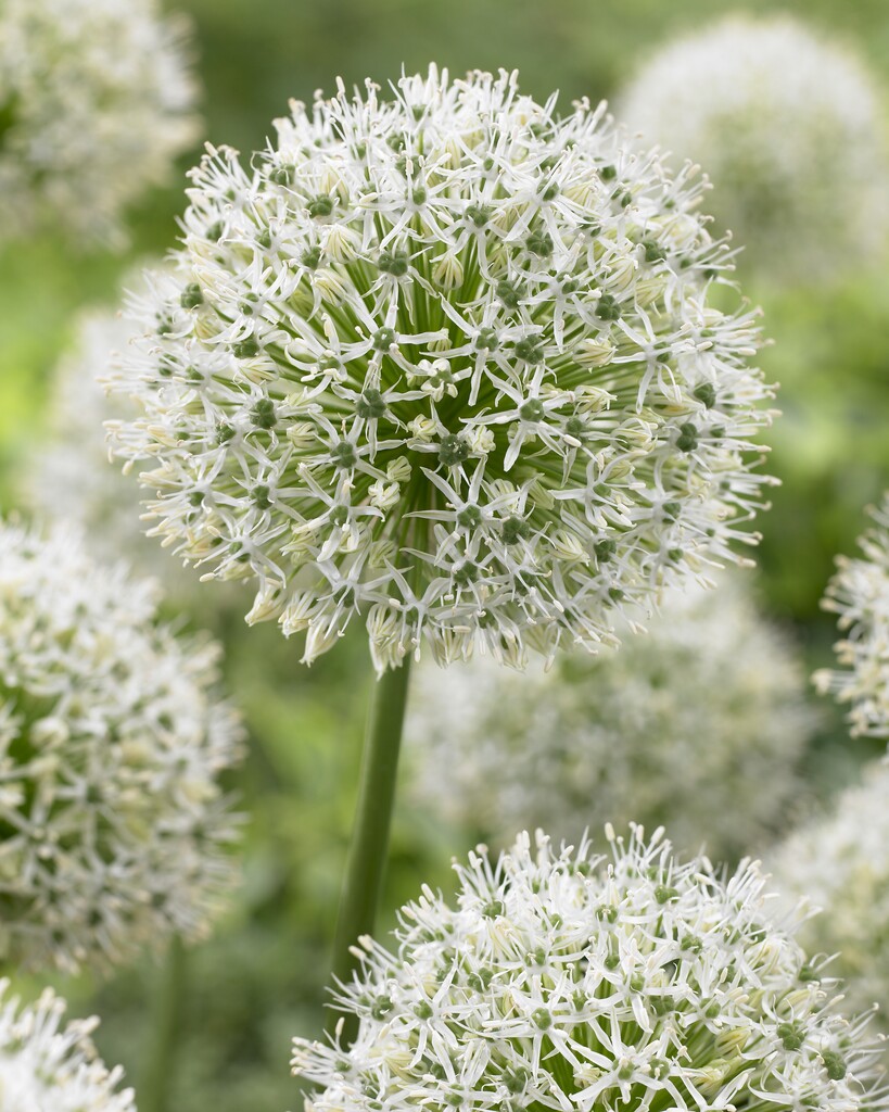 Allium Mount Everest 24/+ (1)