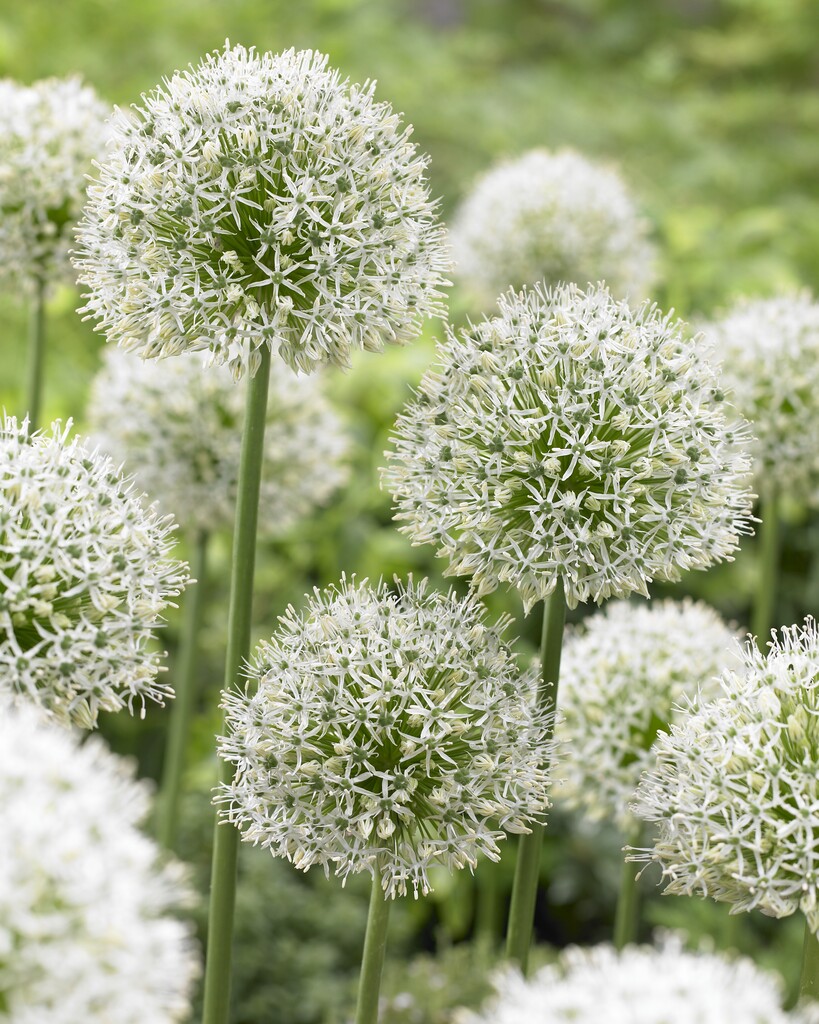 Allium Mount Everest 24/+ (1)