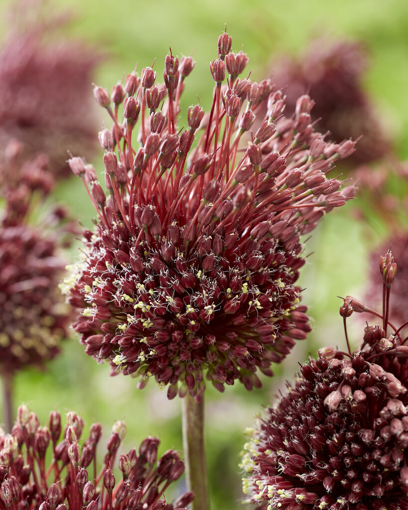 Allium Red Mohican  14/16 (2)