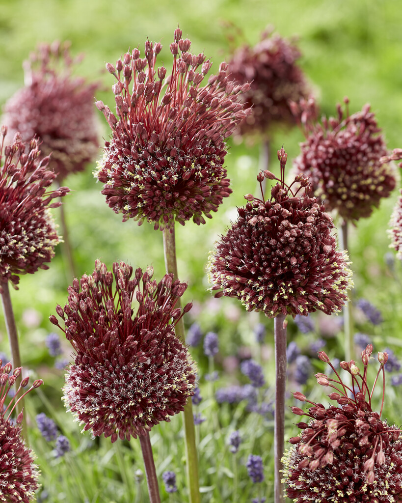 Allium Red Mohican 12/+