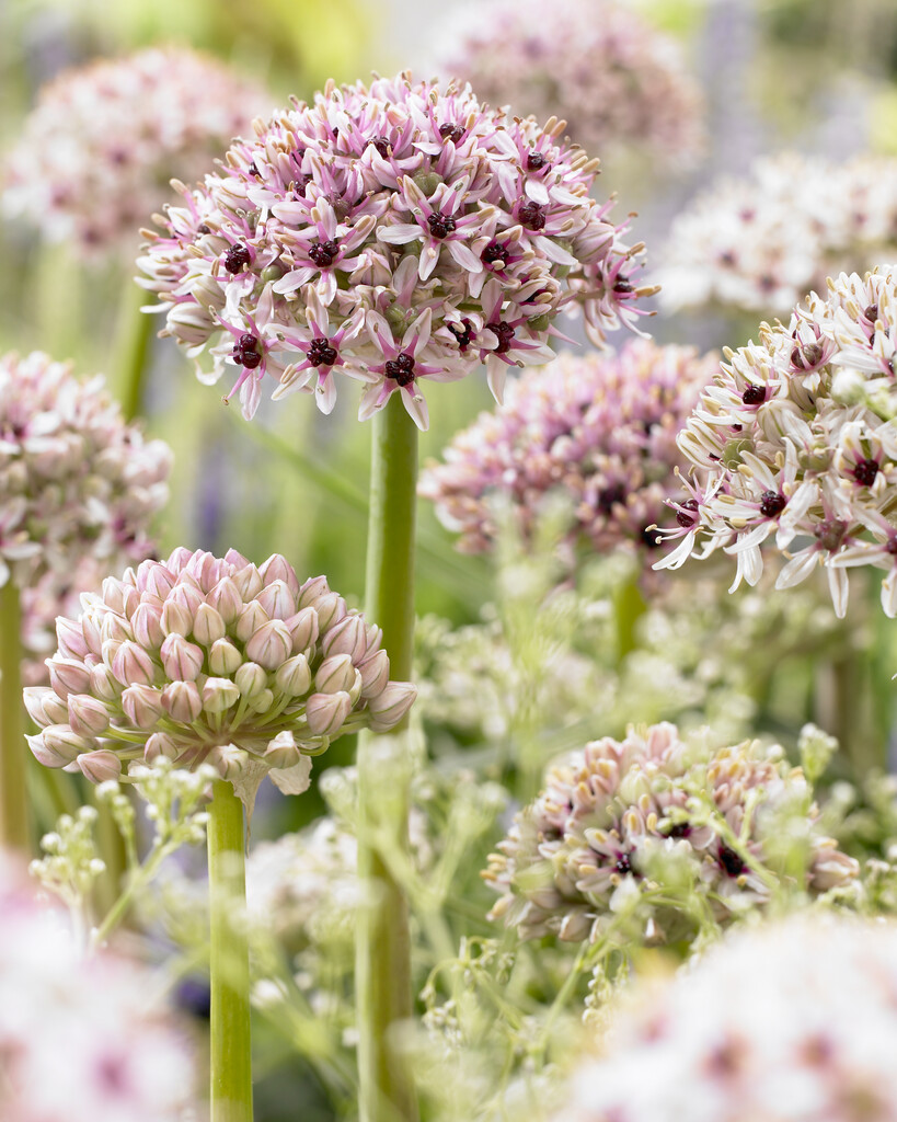 Allium Silver Spring 12/14