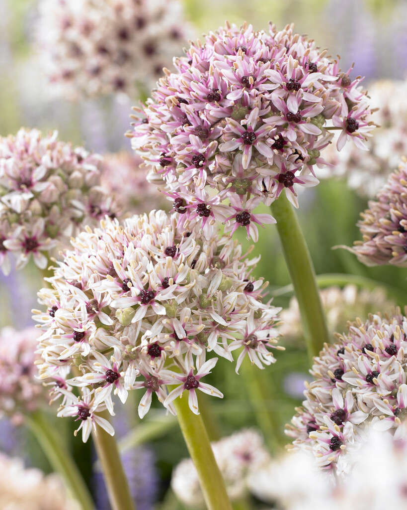 Allium Silver Spring 12/14 (1)