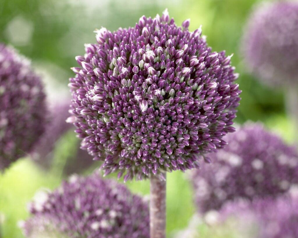 Allium Summer Drummer  12/14 (3)