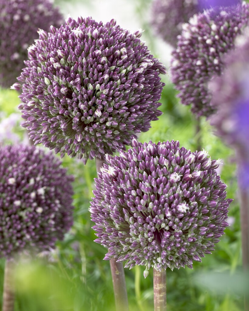 Allium Summer Drummer  12/14 (3)