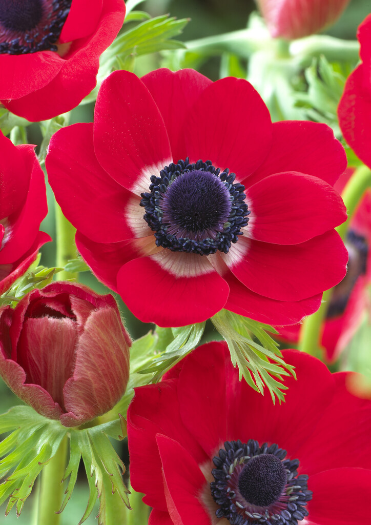 Anemone Coronaria Hollandia 5/6 (20)