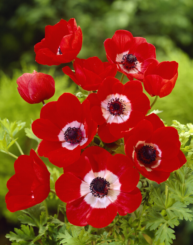 Anemone Coronaria Hollandia 5/6 (20)