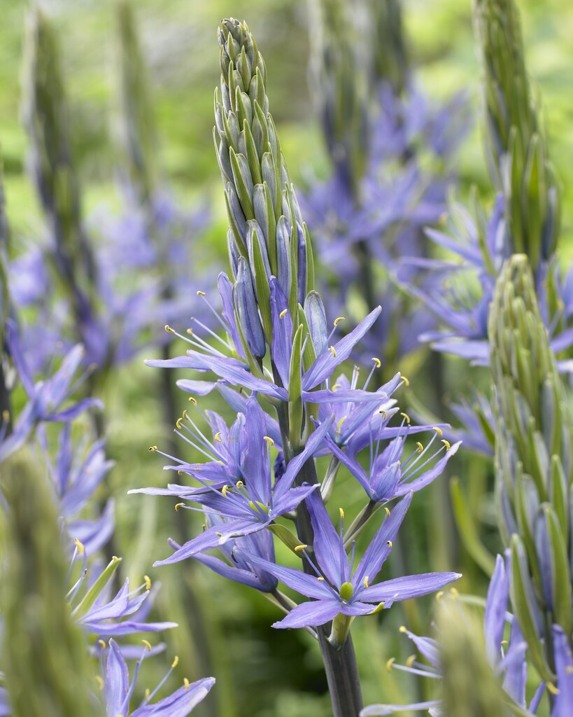 Camassia Leichtlinii Blue 14/16 (3)