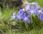 Chionodoxa Luciliae 5/6 (20)