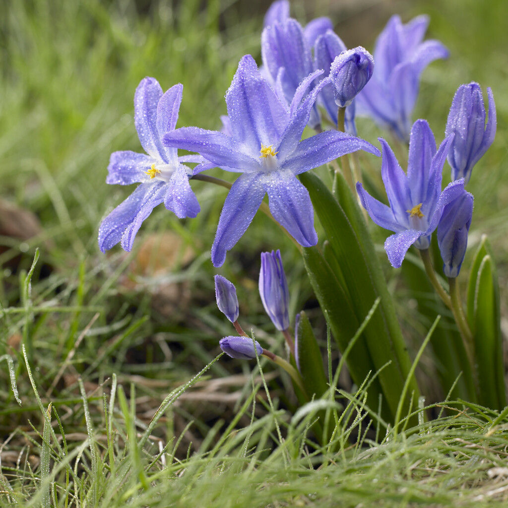 Chionodoxa Luciliae 5/6 (20)