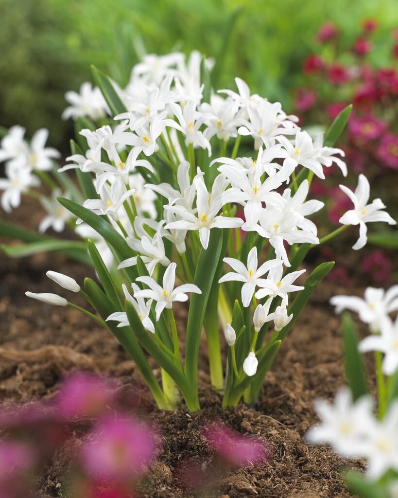 Chionodoxa Luciliae Alba 5/6 (20)