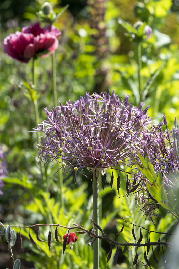 Allium Christophii (syn. Albopilosum) 12/14 (5)