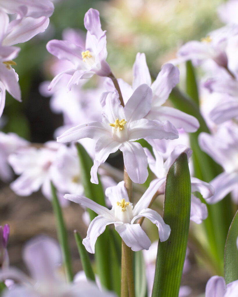 Chionodoxa Pink Giant 5/6 (20)