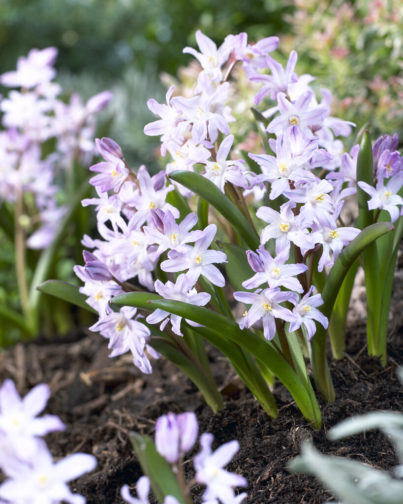 Chionodoxa Pink Giant 5/6 (20)