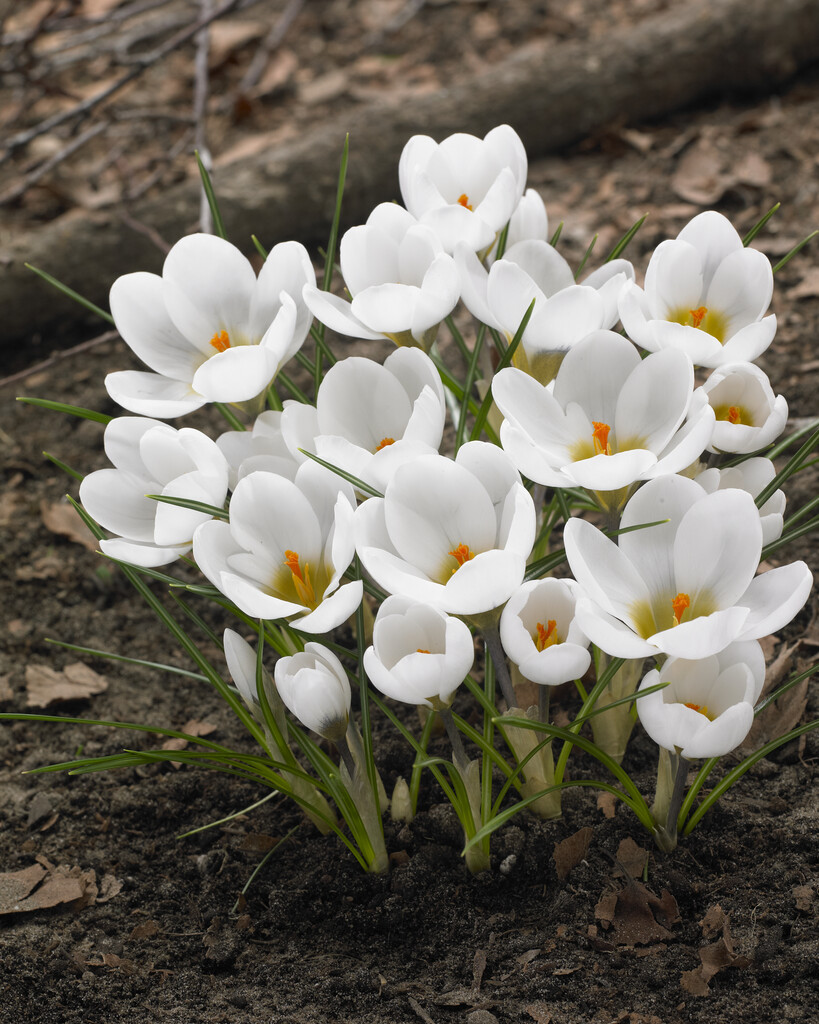 Krokus Ard Schenk 5/7