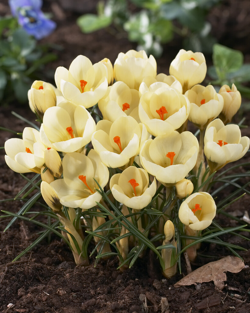 Krokus Cream Beauty 5/7