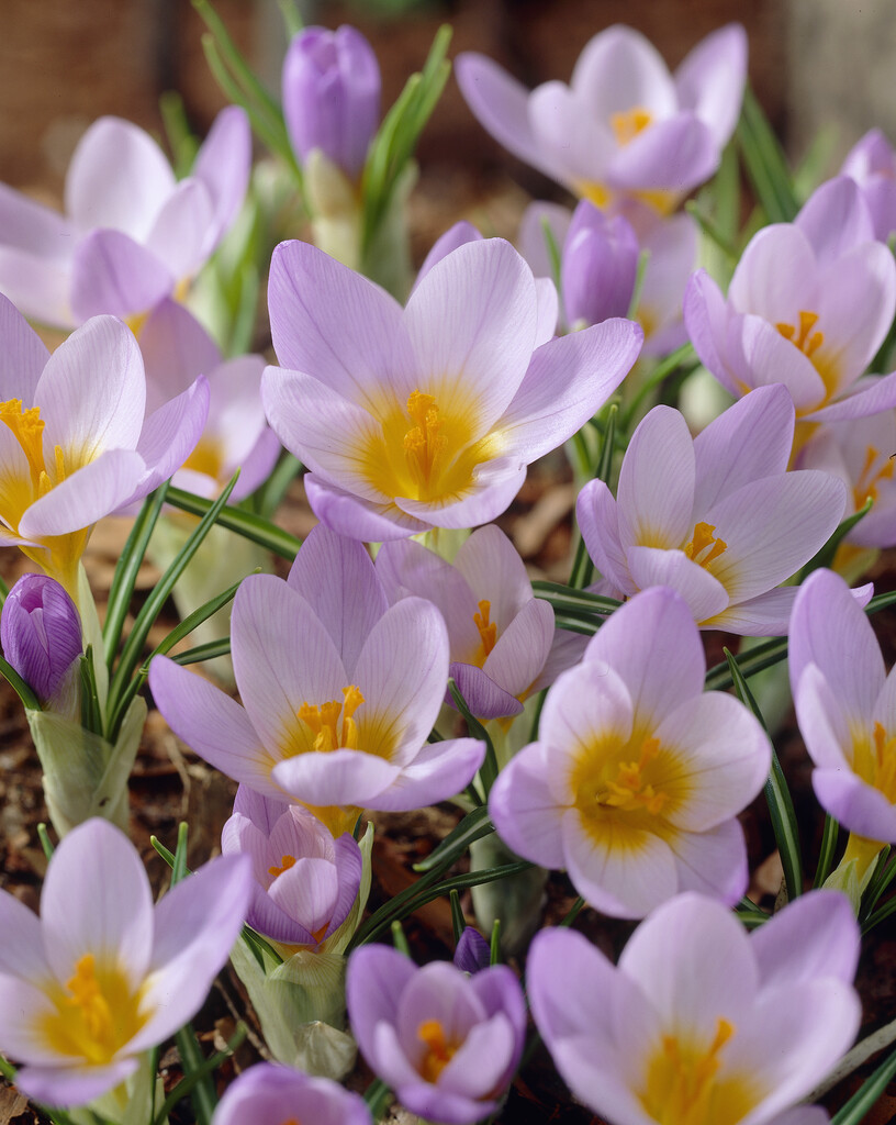 Krokus Sieberi Firefly 5/7