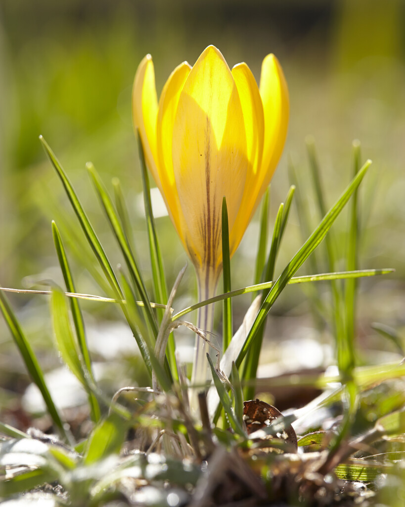 Krokus Golden Yellow 8/9 (10)