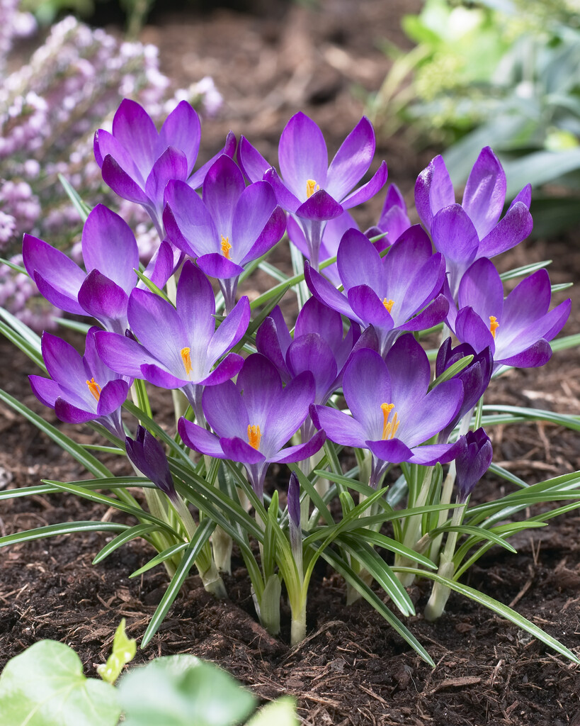 Krokus Ruby Giant 5/7