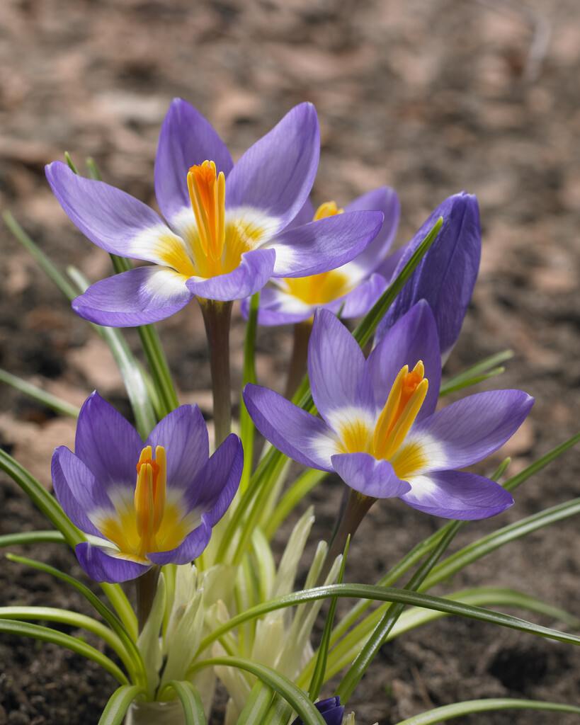 Krokus Sieberi Tricolor  5/7 (10)