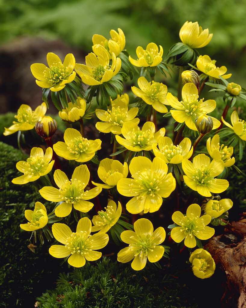 Eranthis Hyemalis 5/6 (10)