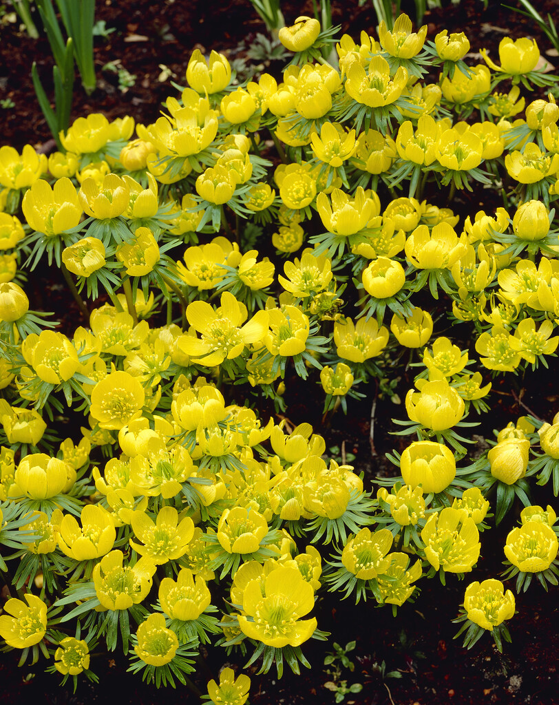 Eranthis Hyemalis 5/6 (10)