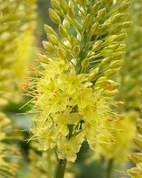 Eremurus Bungei I (1)