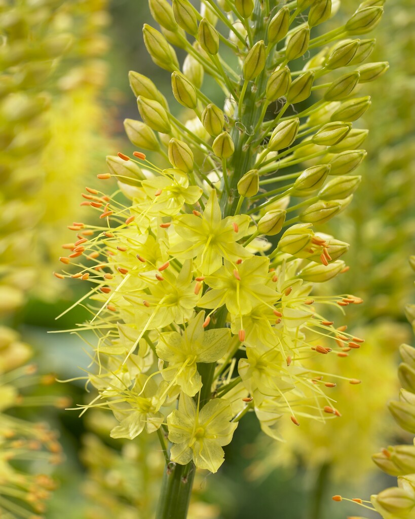 Eremurus Bungei I (1)