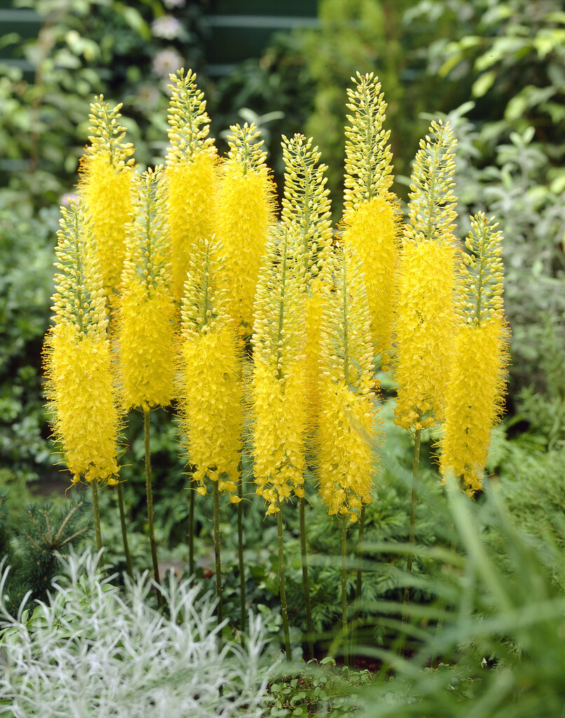 Eremurus Bungei I (1)