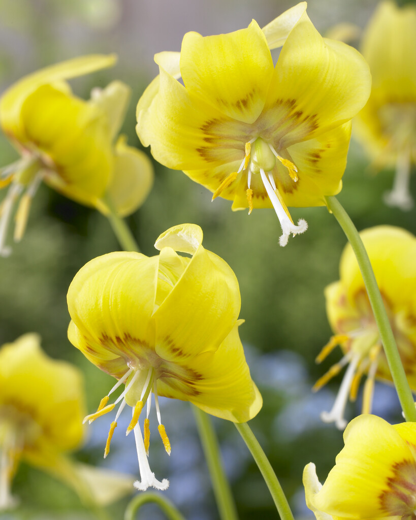 Erythronium Pagoda I (3)