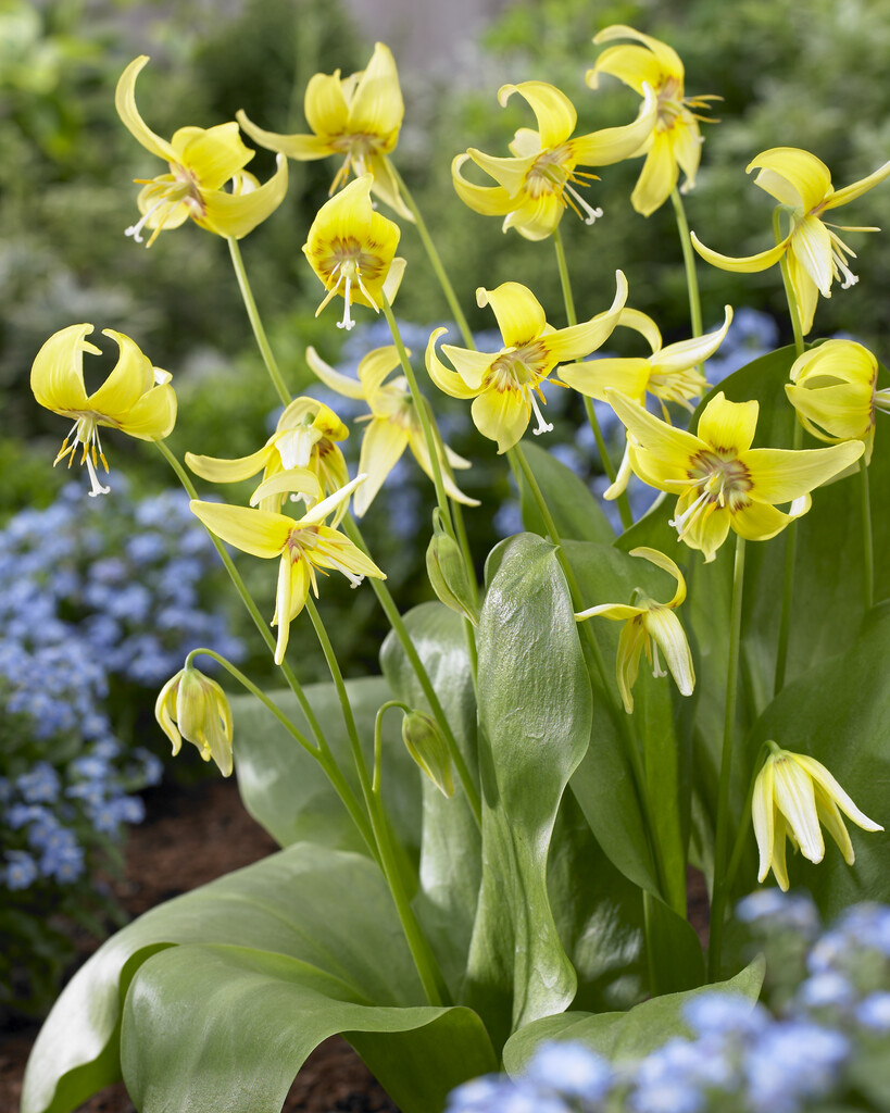 Erythronium Pagoda I (3)