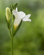 Freesia White 5/6 (15)