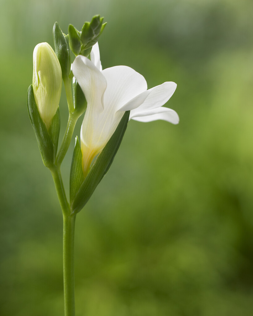Freesia White 5/6 (15)